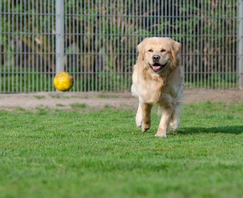 golden retriever, animal shelter, dog pension